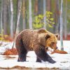 Swedish Brown Bear In Snow paint by number