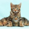 Two Tabby Kittens paint by number