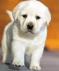 White Labrador Puppy paint by number