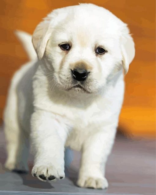 White Labrador Puppy paint by number