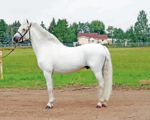 White Welsh Pony Horse paint by number