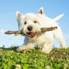 White Highland Terrier Dog Pet paint by number