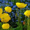 Yellow Poppies With Blue Flowers paint by number