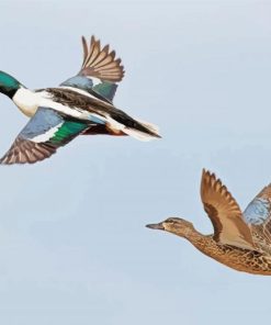 Adorable Ducks In Flight paint by number