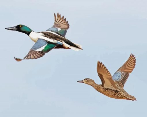 Adorable Ducks In Flight paint by number