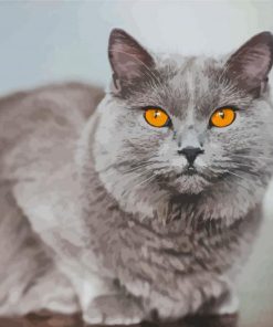 Aesthetic Grey Cat With Orange Eyes paint by number