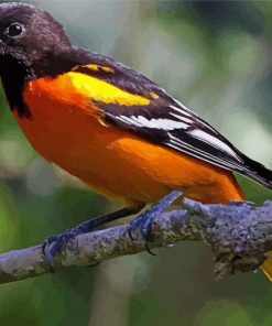 Aesthetic Orioles Bird Animal paint by number