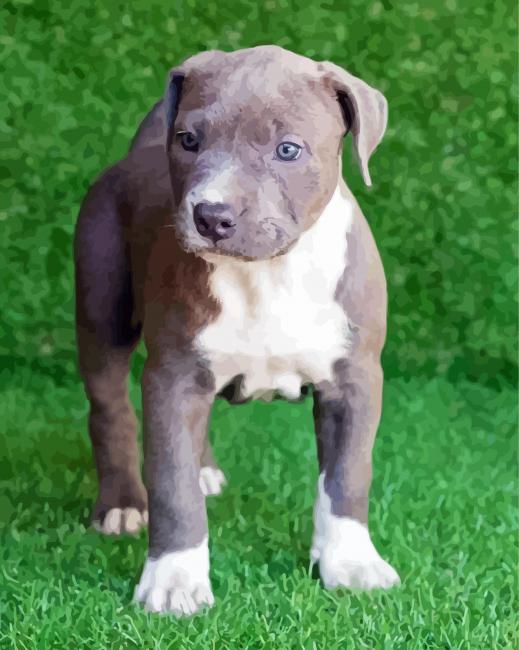 Aesthetic Pit Bull Puppy paint by number