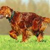Aesthetic Red Setter Paint by number