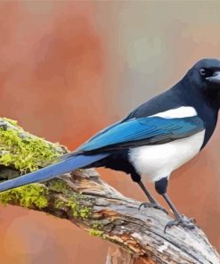 Black Billed Magpie Bird paint by number