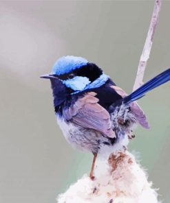 Blue Wrens paint by number