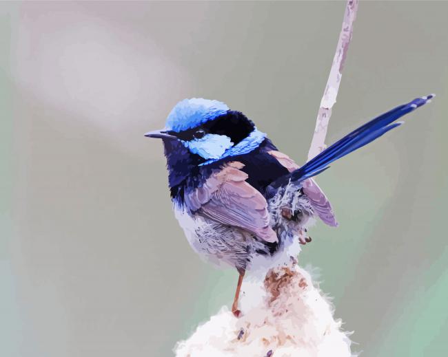Blue Wrens paint by number