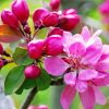 Bright Pink Flowers Blooming On Tree Branch Paint by number