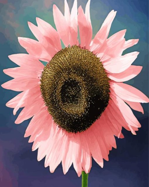 Close Up Pink Sunflower paint by number