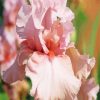 Close Up Pink Iris Flower Paint by number