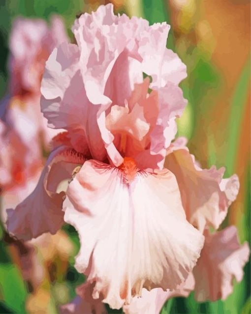 Close Up Pink Iris Flower Paint by number