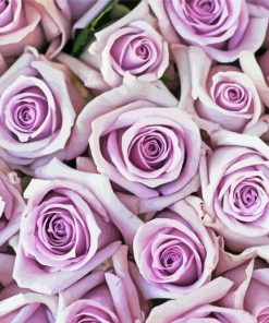 Cool Lilac Rose paint by number