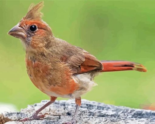 Cute Juvenile Cardinal paint by number