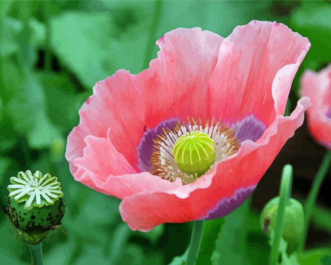 Pink White Poppies Flowers paint by number
