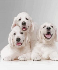 White English Golden Retriever paint by number