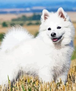 White Spitz Dog paint by number