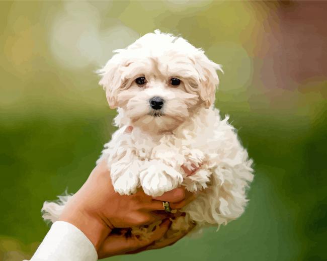 Maltipoo Dog Paint By Numbers