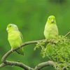 Parrotlet Birds On Tree Paint By Numbers