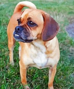 Puggle Dog paint by numbers
